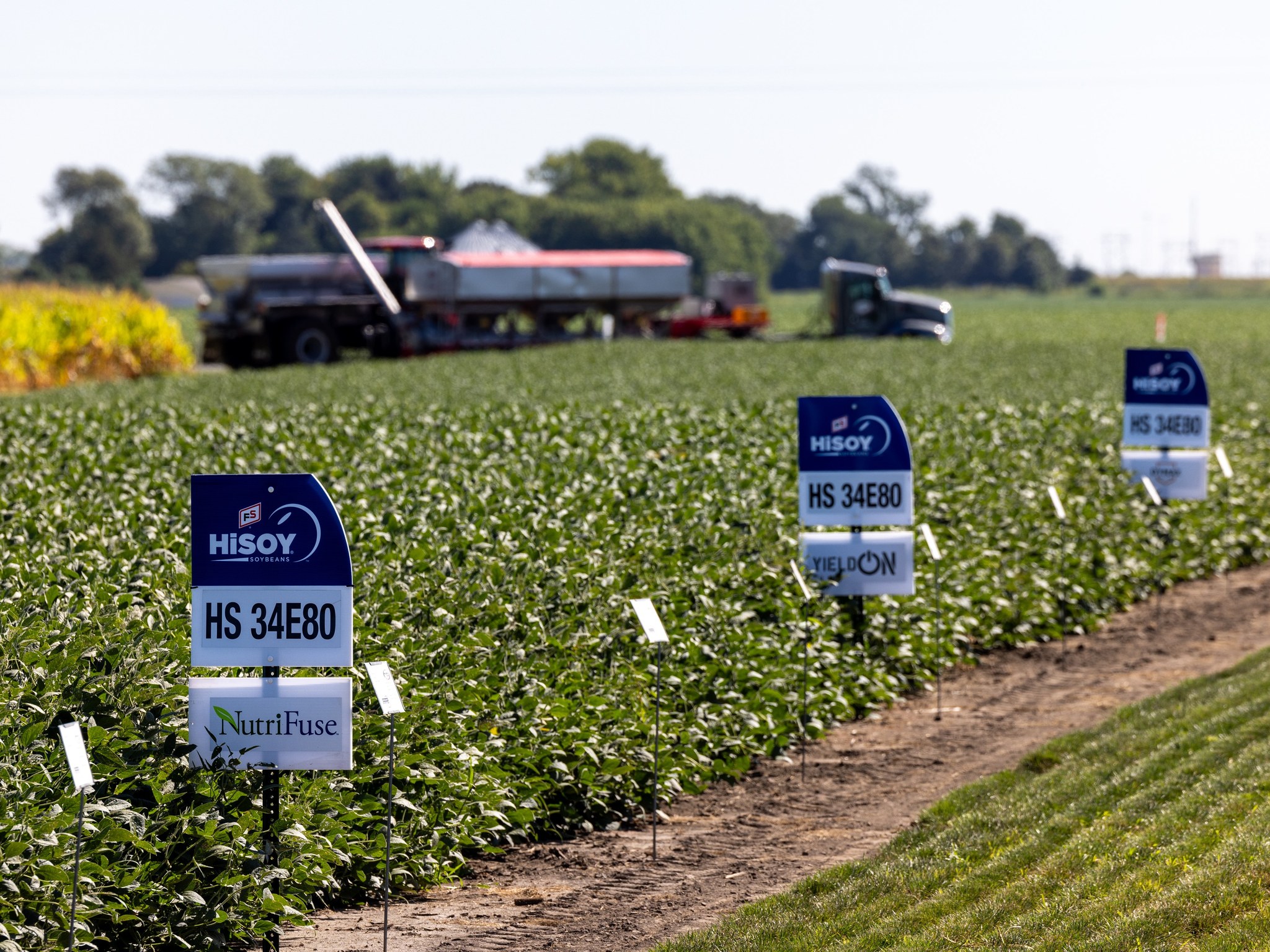 high yield soybeans